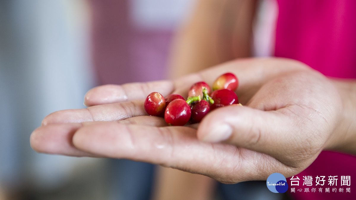 谷泉咖啡莊園，老闆劉易騰親手種植的咖啡豆。