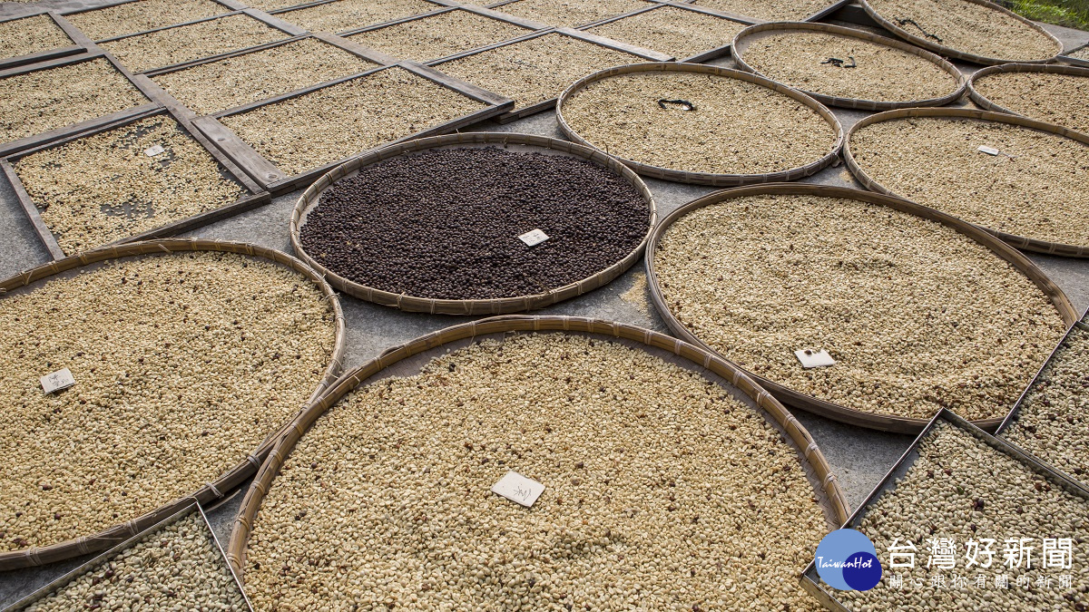 曝曬中的谷泉咖啡莊園的咖啡豆，正在享受日光浴。