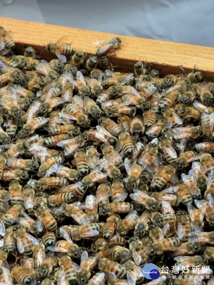 蜜蜂故事館園區所飼養的蜜蜂園。