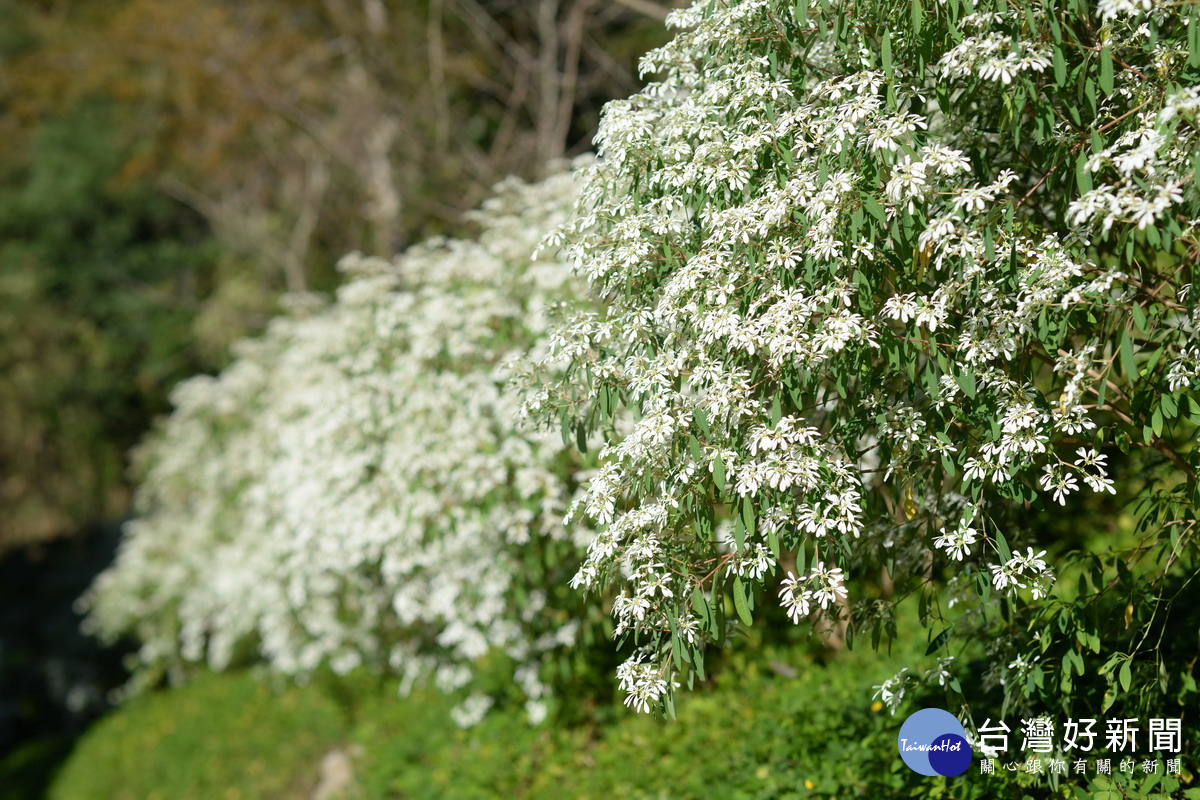 東勢林場遊樂區內滿山紅葉的時節，還有梅花、白雪木、芳香萬壽菊等也正在綻放。（圖／東勢林場提供）