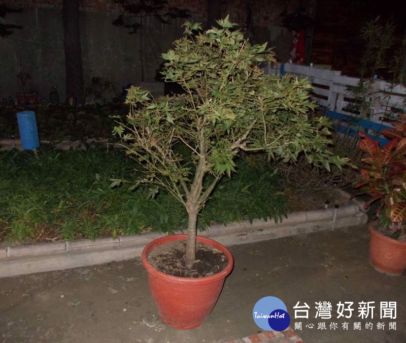 警方積極調閱路口監視系統,順利逮捕竊嫌並尋回遭竊盆栽。(記者陳昭宗拍攝)