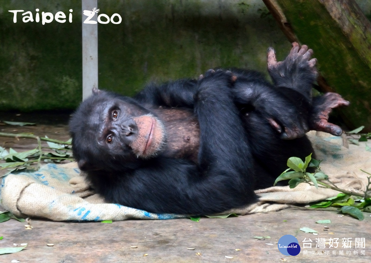 聰明的黑猩猩會將麻布袋墊在地上睡覺。