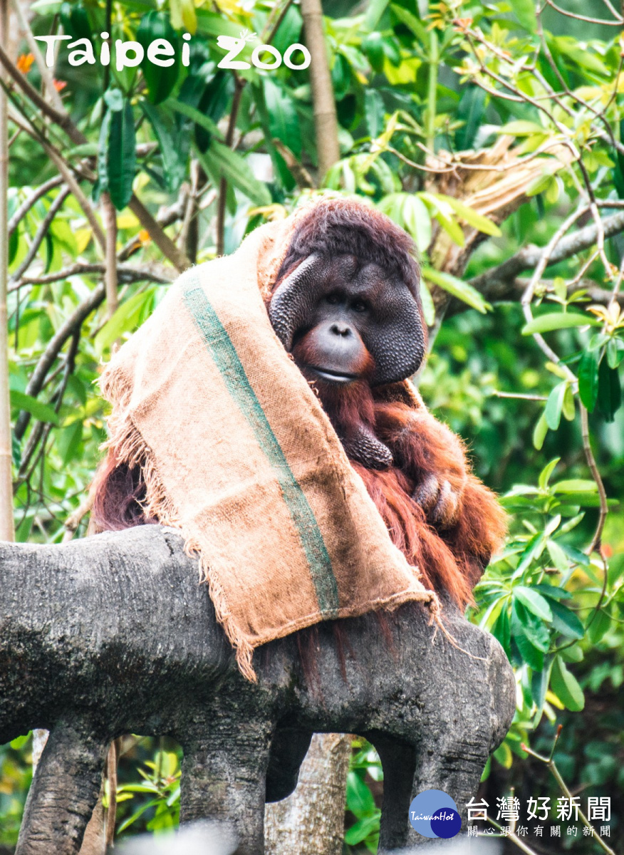 紅毛猩猩披上麻布袋禦寒。