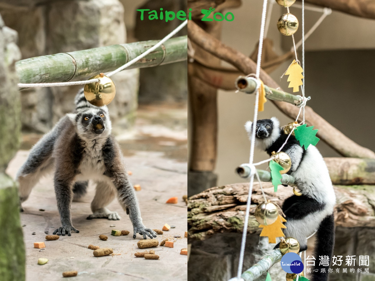 狐猴們愛吃的麵包蟲、瓜子、葡萄乾等小顆粒的食材,藏在聖誕樹上面