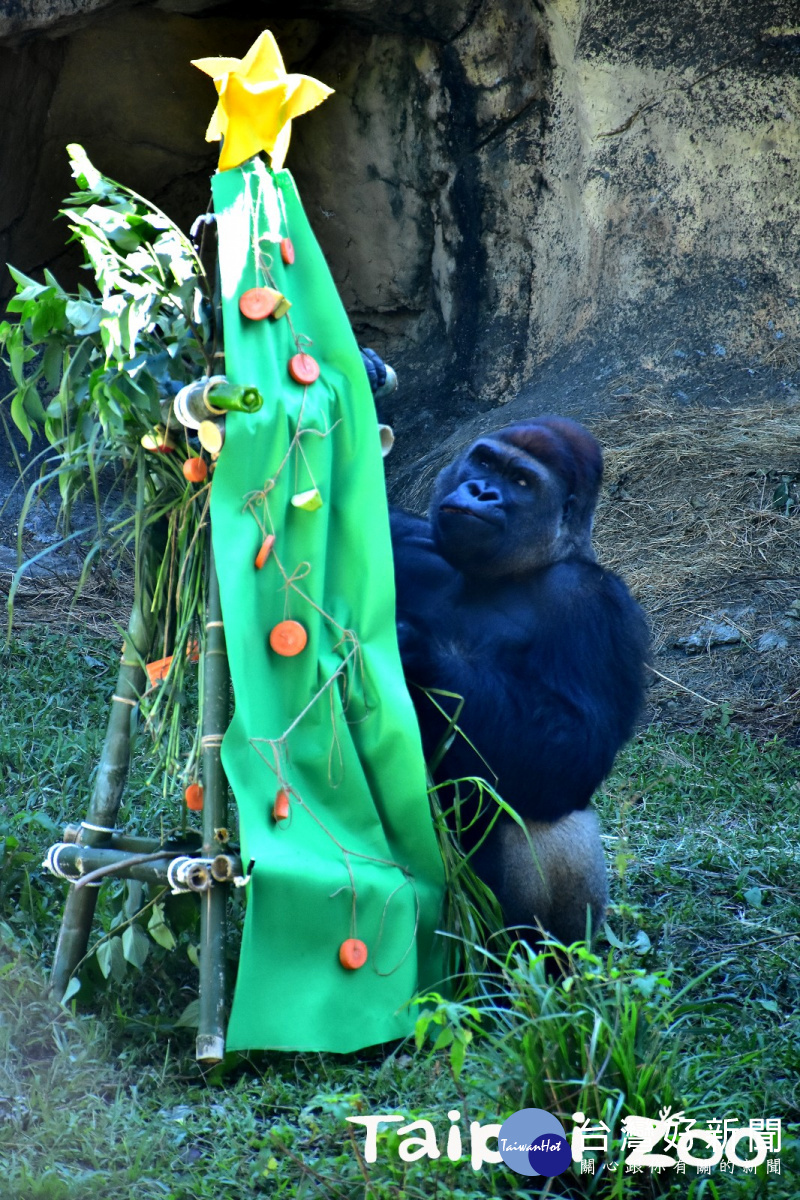 金剛猩猩「迪亞哥」非常喜歡保育員送給牠的聖誕樹