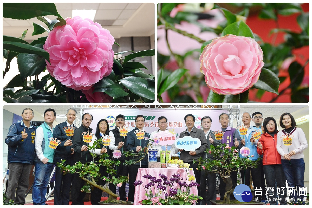 桃園市長鄭文燦於「106年度大溪茶花節」記者會中,邀請市民朋友們踴躍到大溪「找茶」。