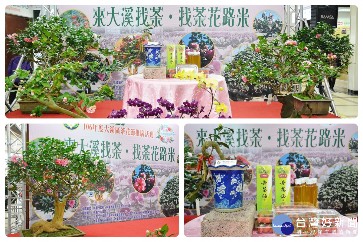 大溪區公所舉辦「106年度大溪區茶花節推廣活動」,「來大溪找茶.找茶花路米」將在106年12/30開始跨年到107年1/7。