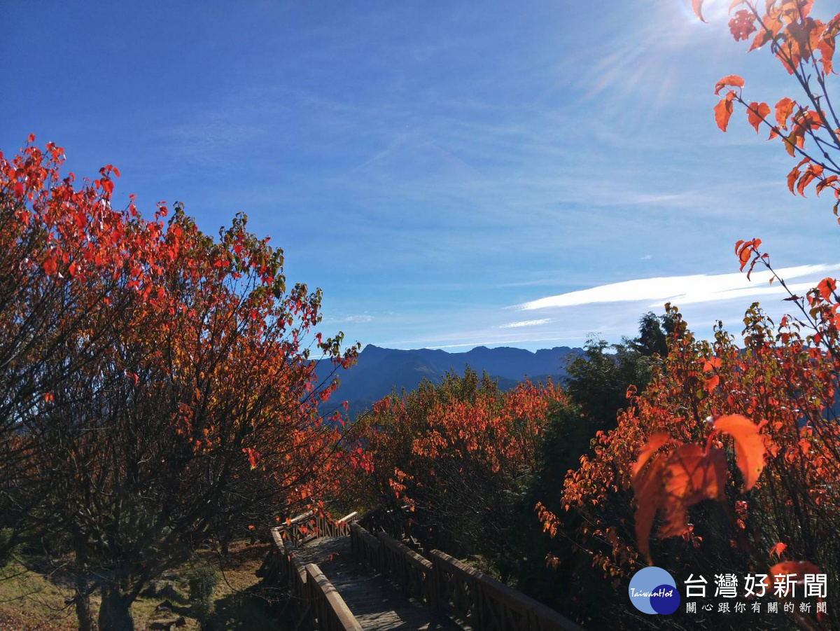 小笠原山步道前景