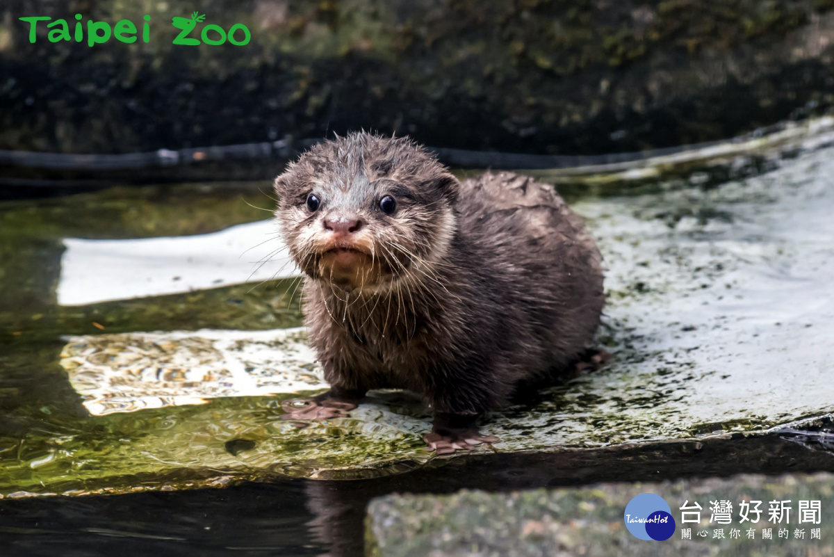 水獺寶寶學游泳,全家人當教練(圖/台北市立動物園)