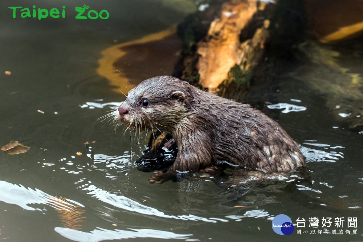 水獺寶寶學游泳,全家人當教練(圖/台北市立動物園)