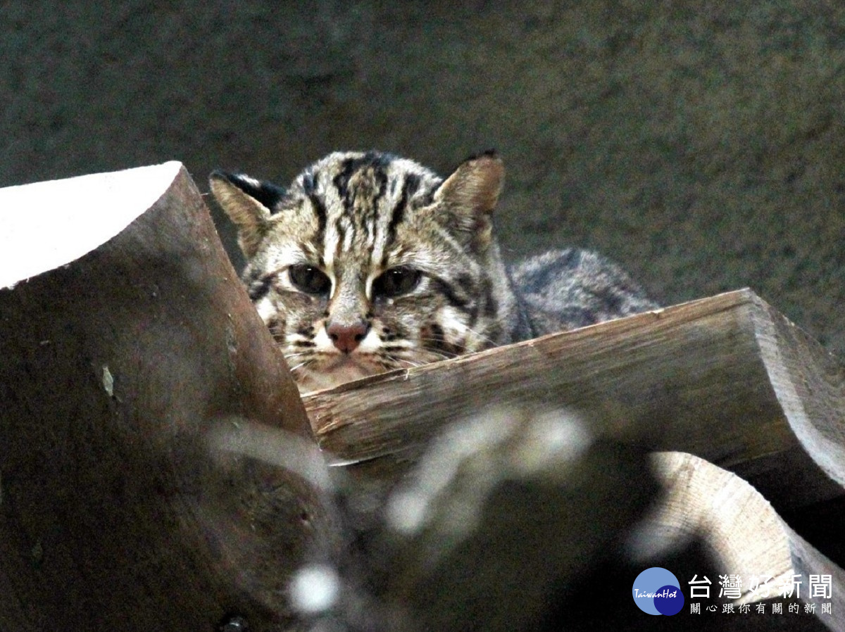 石虎「集寶」(圖/台北市立動物園提供)