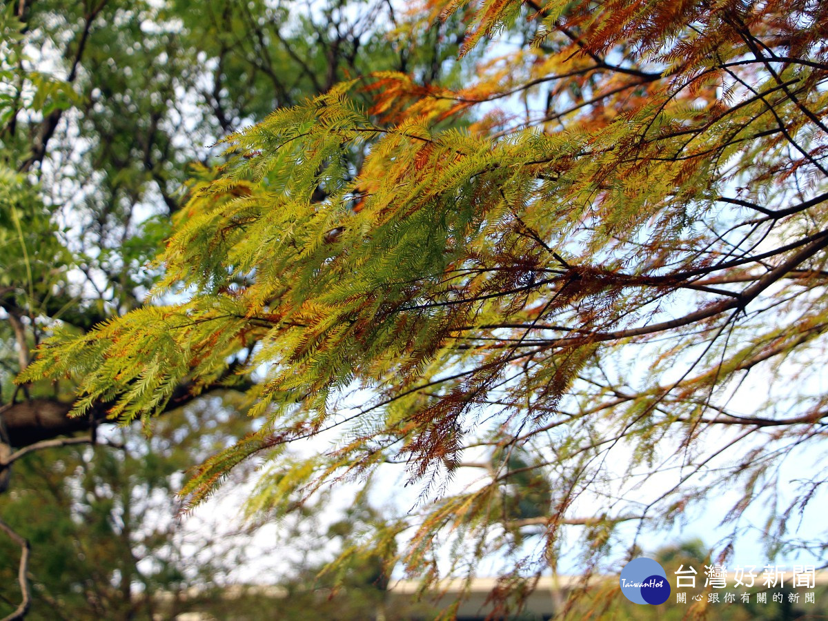 落羽松葉片柔細形狀如羽毛。(圖/北市公園處提供)