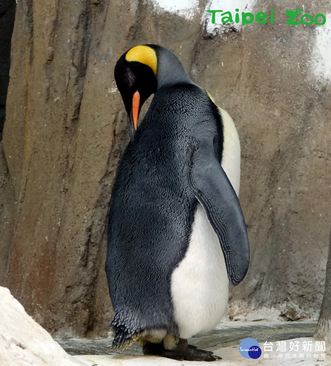 在野外國王企鵝會在入冬前努力的進食，好累積身上的脂肪。