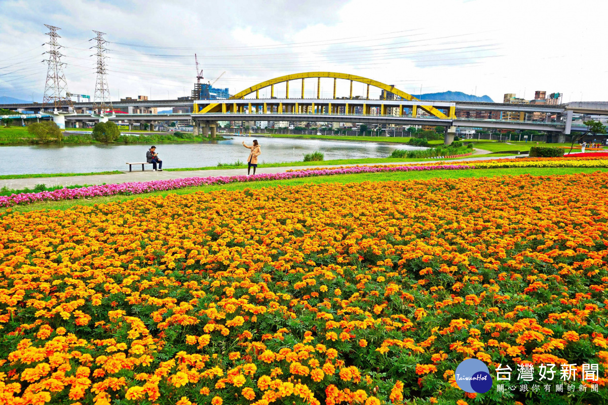 把握盛花期　北市河濱花海綻放至1月底