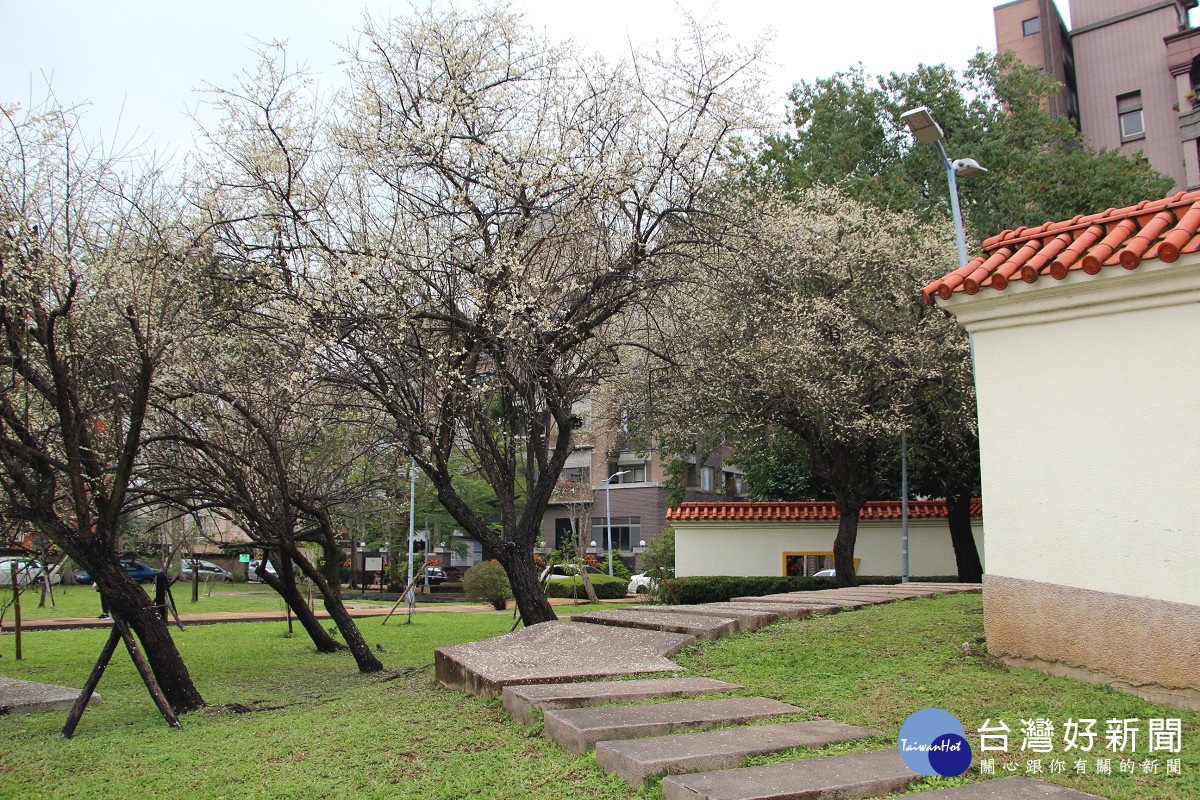古色古香的志成公園梅花現正盛開(圖/北市公園處提供)