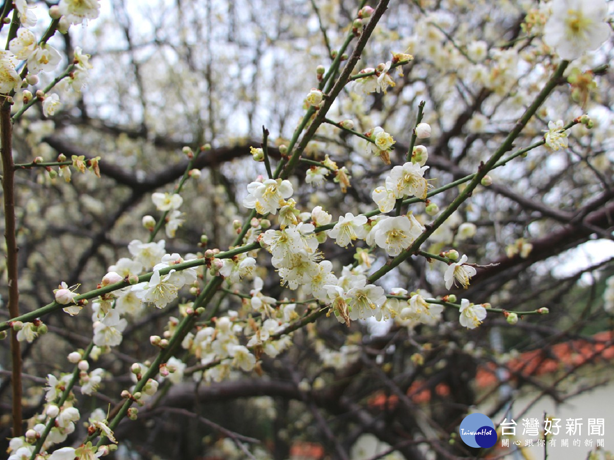 志成公園梅花近照(圖/北市公園處提供)