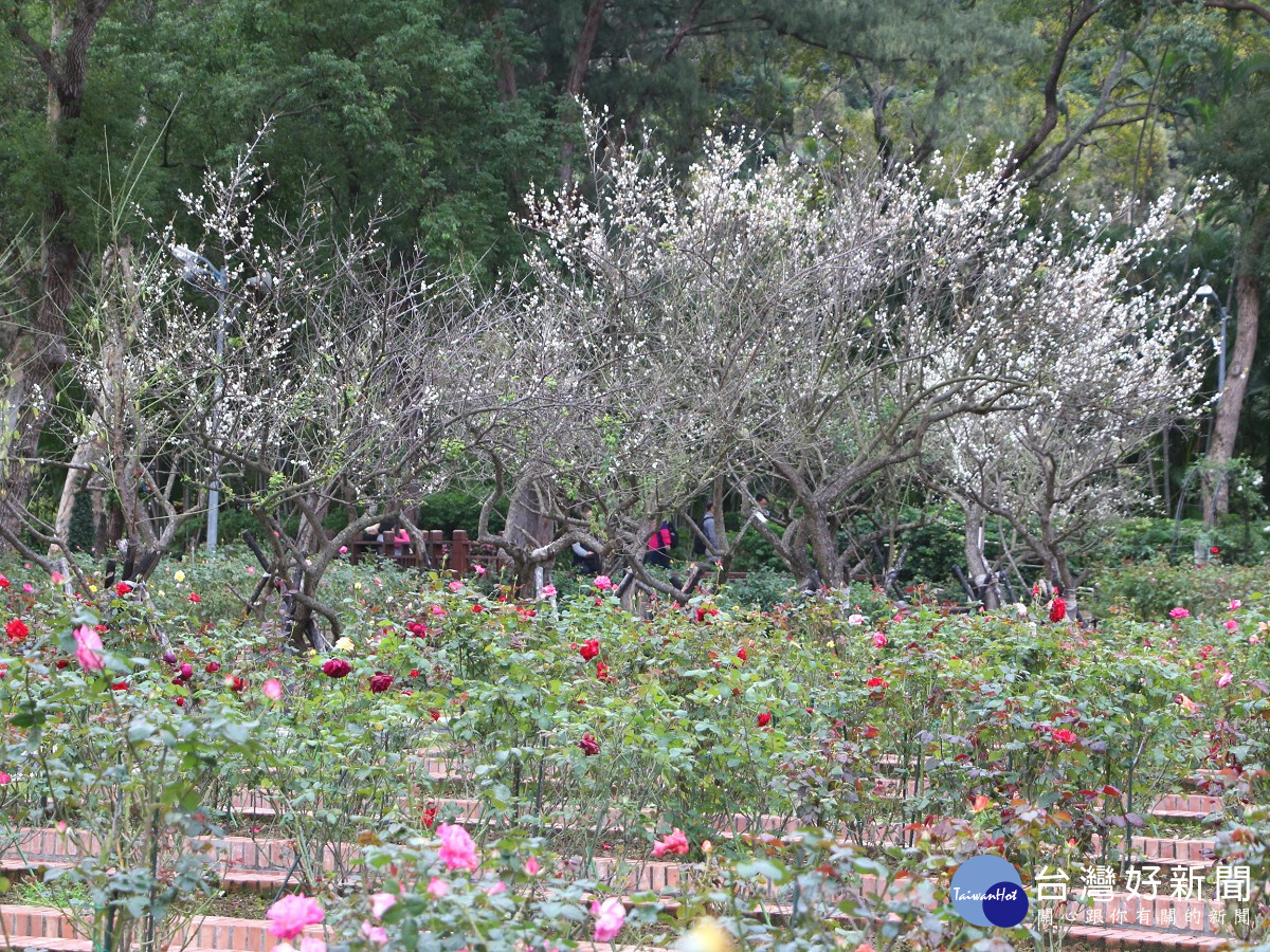 士林官邸公園梅樹開花狀況(圖/北市公園處提供)