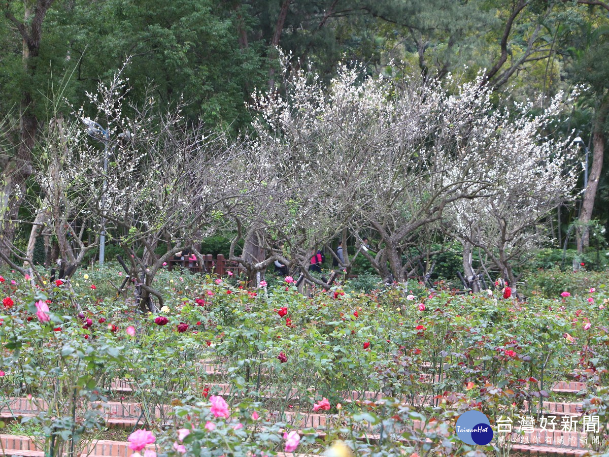 士林官邸公園梅樹開花狀況（圖／北市公園處提供）