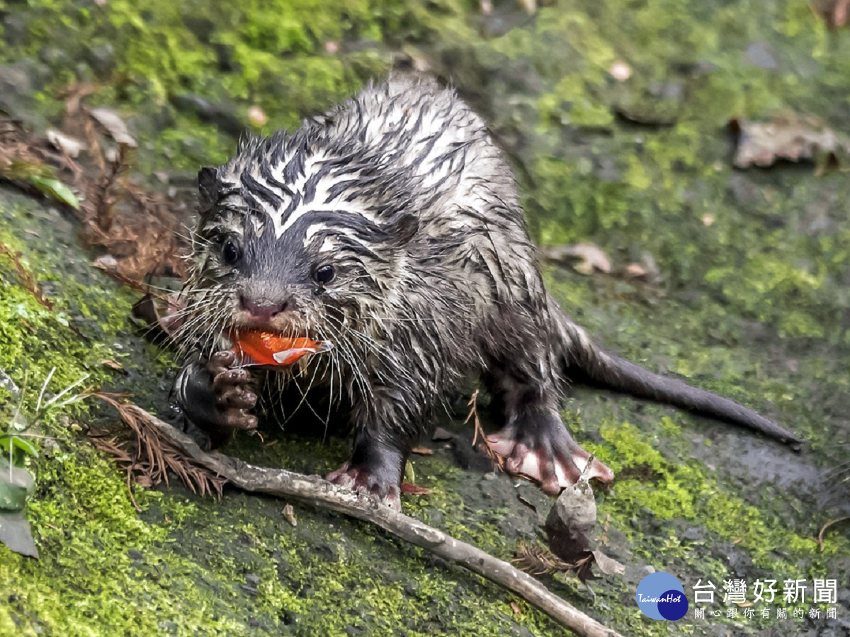 小爪水獺寶寶吃朱文錦（圖／台北市立動物園）