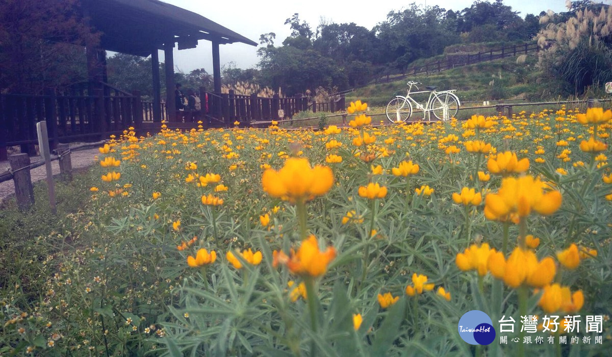 貓空樟樹步道，民眾還可沿路欣賞魯冰花（圖／北市大地處提供）