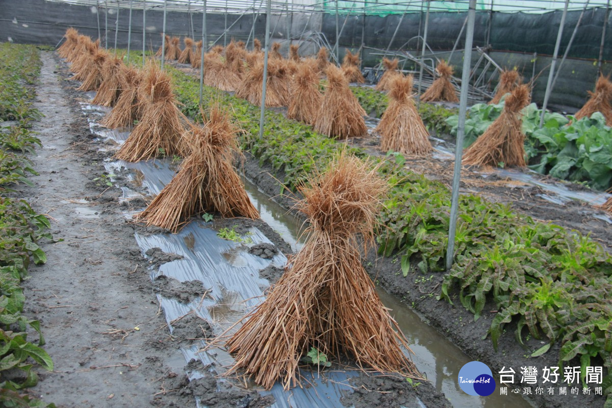 農作物防寒大作戰　北斗農民紮稻草保護絲瓜苗