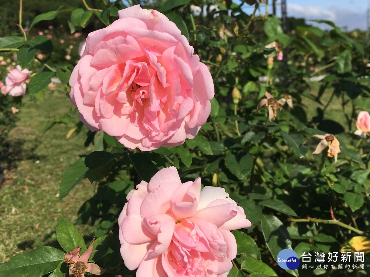 古老的茶玫瑰品種，柔美嬌嫩的粉紅櫻鏡（圖／北市公園處提供）