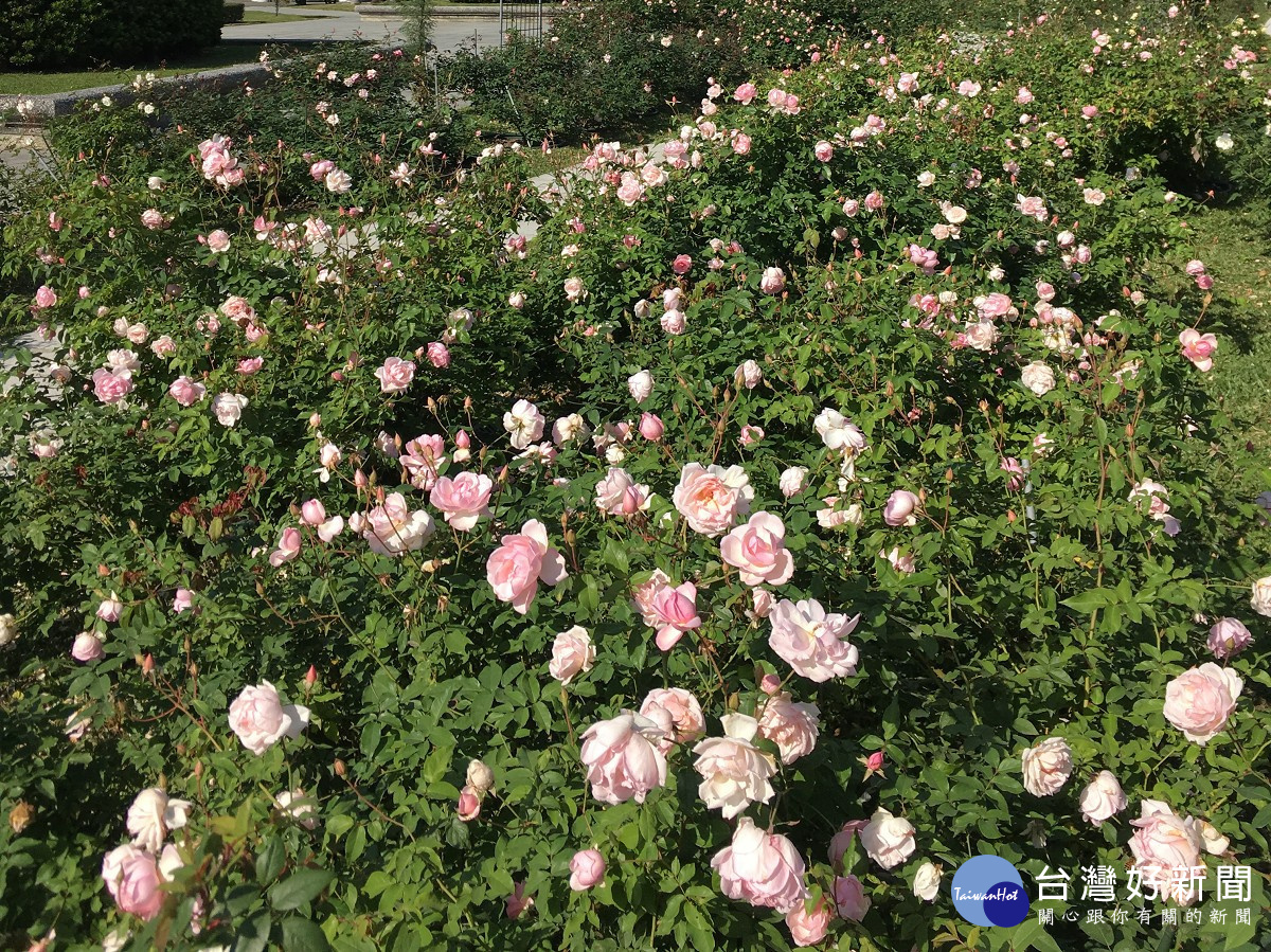 開花不斷且花量豐滿的茶玫櫻鏡（圖／北市公園處提供）