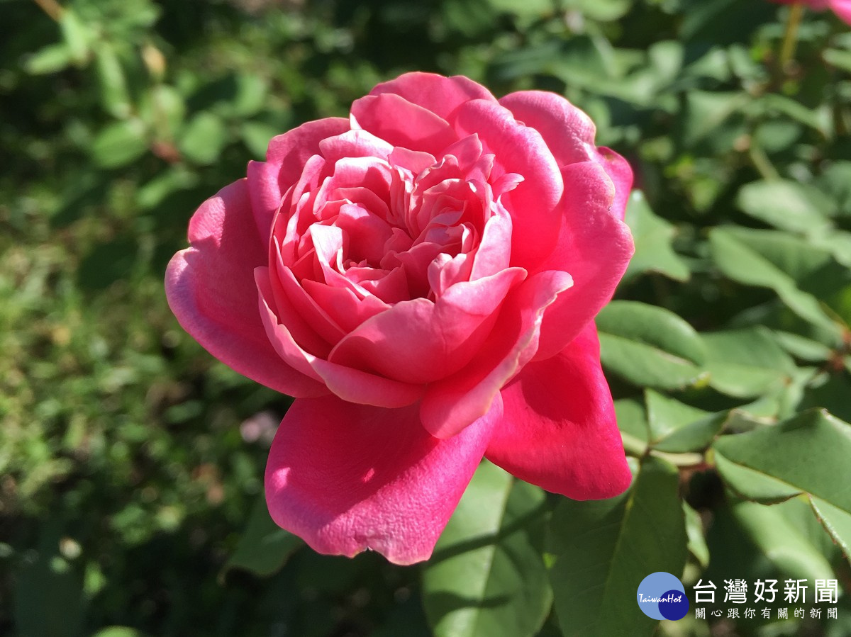 帶著粉紅胭脂的「替立爾先生」花型動人（圖／北市公園處提供）