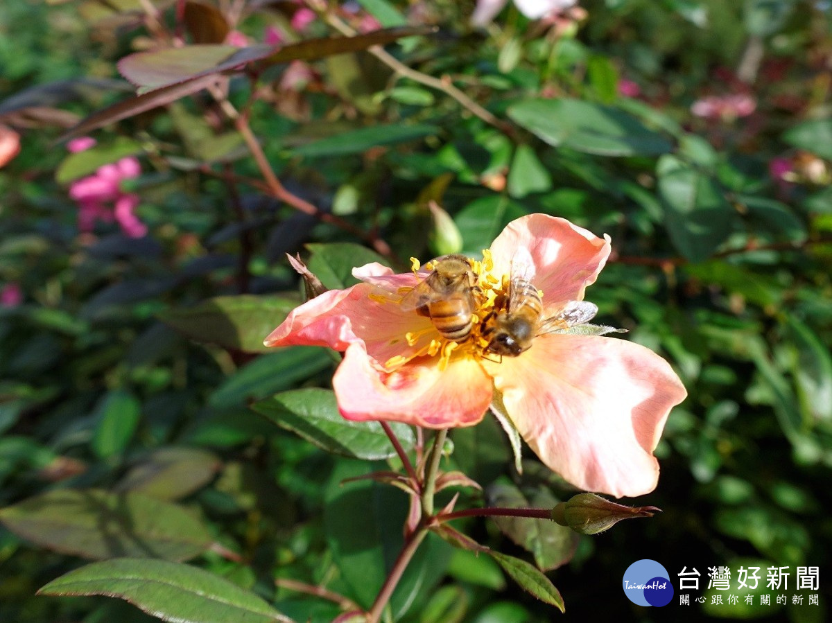 甜美的茶香芬芳也吸引蜜蜂前來採蜜(圖/北市公園處提供)