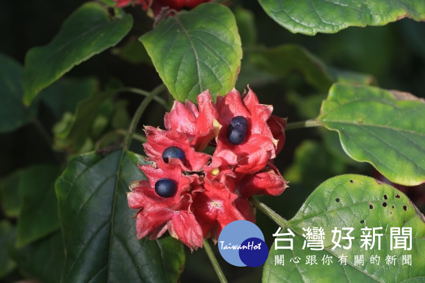 白毛臭牡丹,大型灌木,白色的花,果實藍黑色,萼片成熟時轉成鮮紅色,葉子有特殊臭味