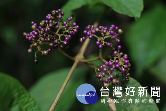杜虹花，這一類的植物有很多種，為大型灌木，果實直徑約0.3公分，成熟時紫色