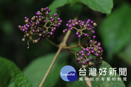 杜虹花,這一類的植物有很多種,為大型灌木,果實直徑約0.3公分,成熟時紫色