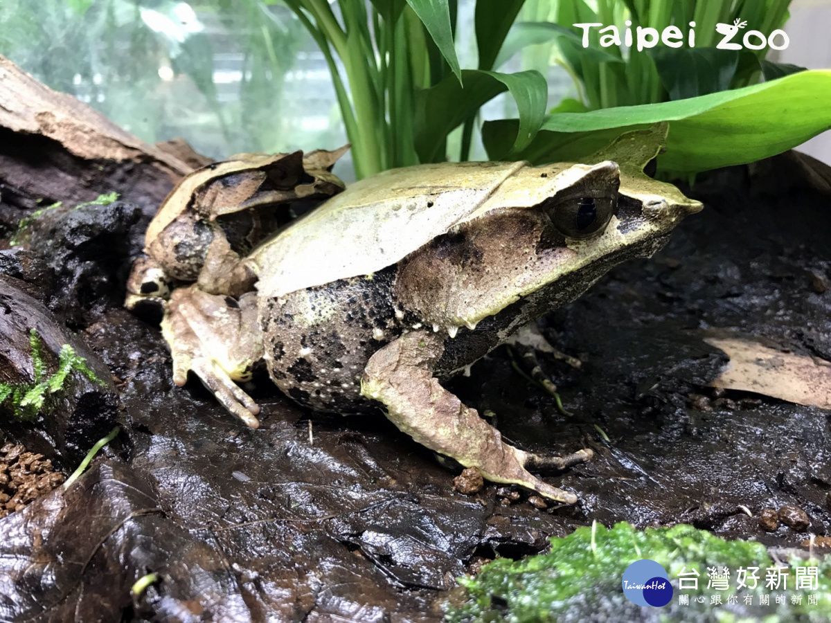 三角枯葉蛙在體型上具有雌雄二型性，即公母體型相距甚大。