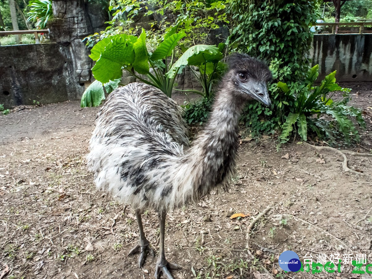 每年正冷的時節，恰巧是鴯鶓的產蛋高峰期。（圖／台北市立動物園提供）