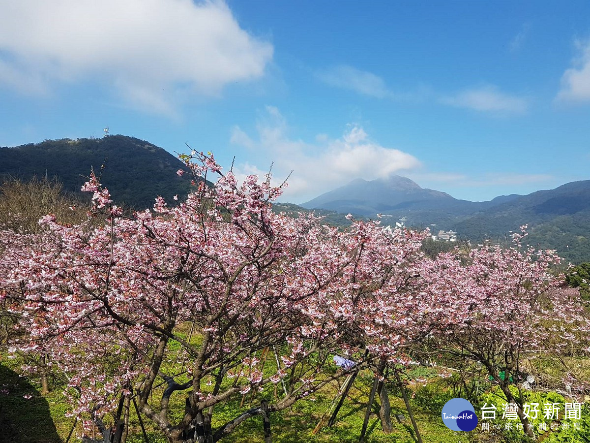 平菁街櫻花綻放（圖／台北市大地工程處）