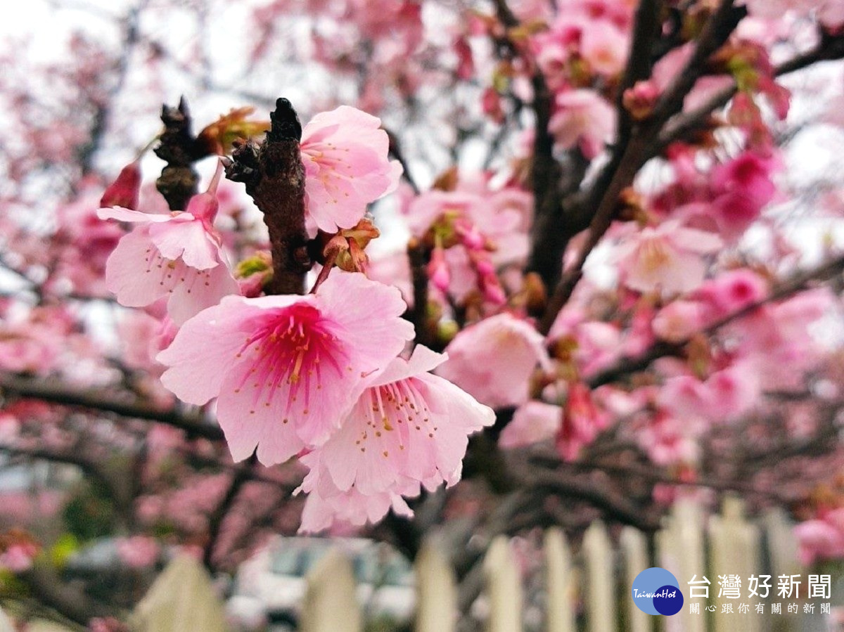 平菁街櫻花綻放（圖／台北市大地工程處）