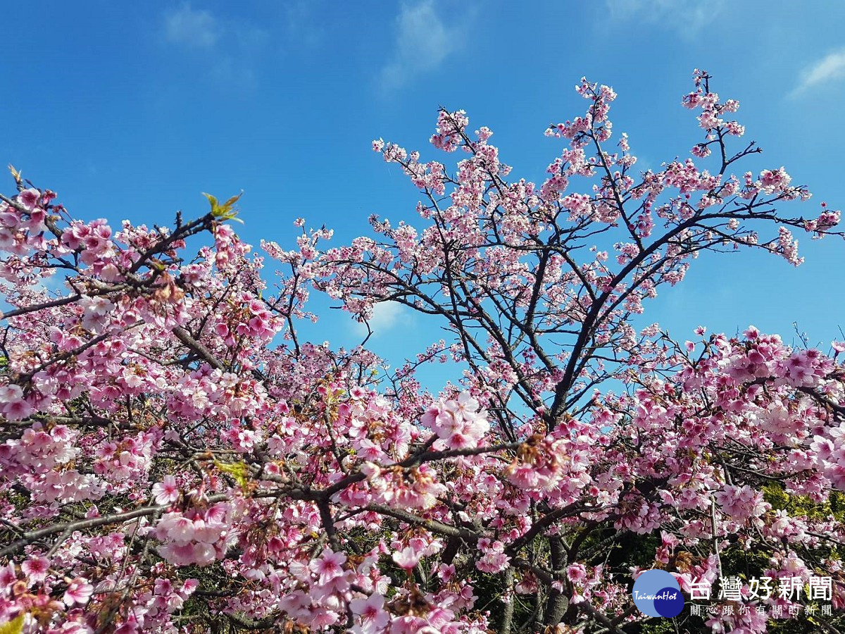 平菁街櫻花綻放（圖／台北市大地工程處）