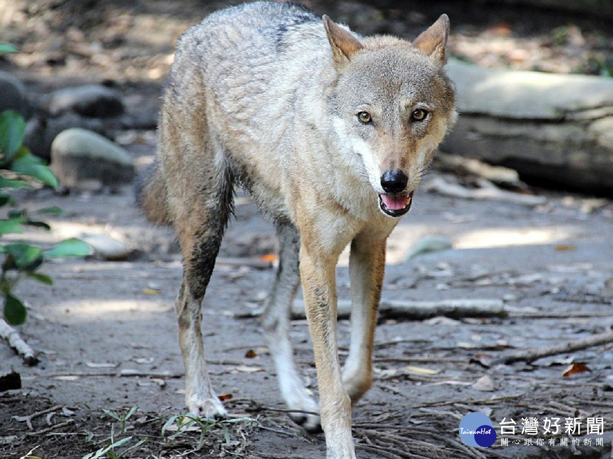 英俊帥氣的犬科動物北美灰狼(圖/台北市立動物園提供)