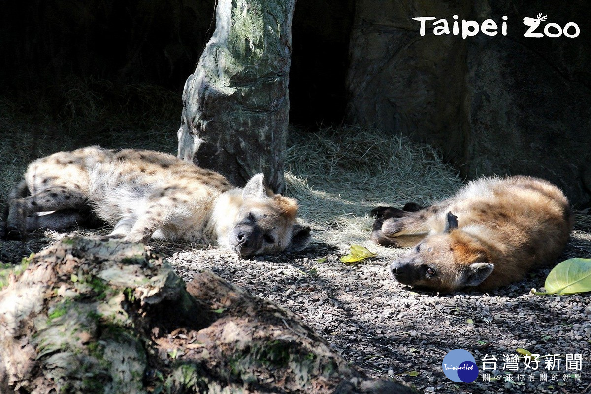 擅長群體狩獵的鬣狗科斑點鬣狗。（圖／台北市立動物園提供）