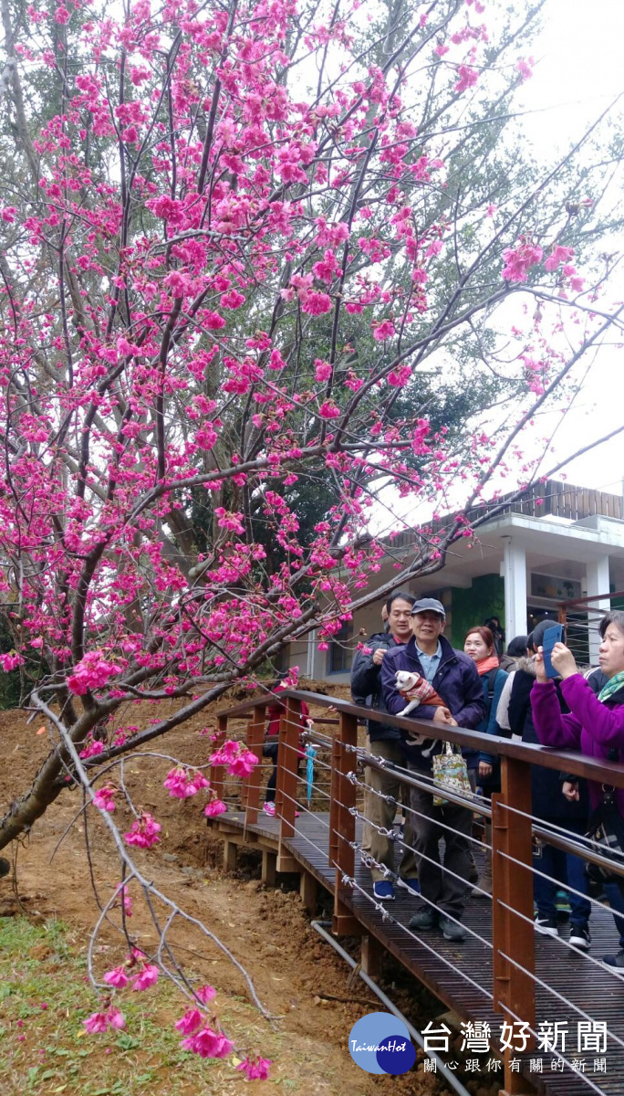 北橫公路沿途山櫻花盛開，美不勝收。(記者陳寶印攝)