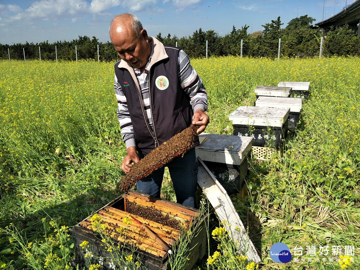 彰化市養蜂產銷班第一班班長梁東成說明蜜蜂工作的生態。圖／記者鄧富珍攝