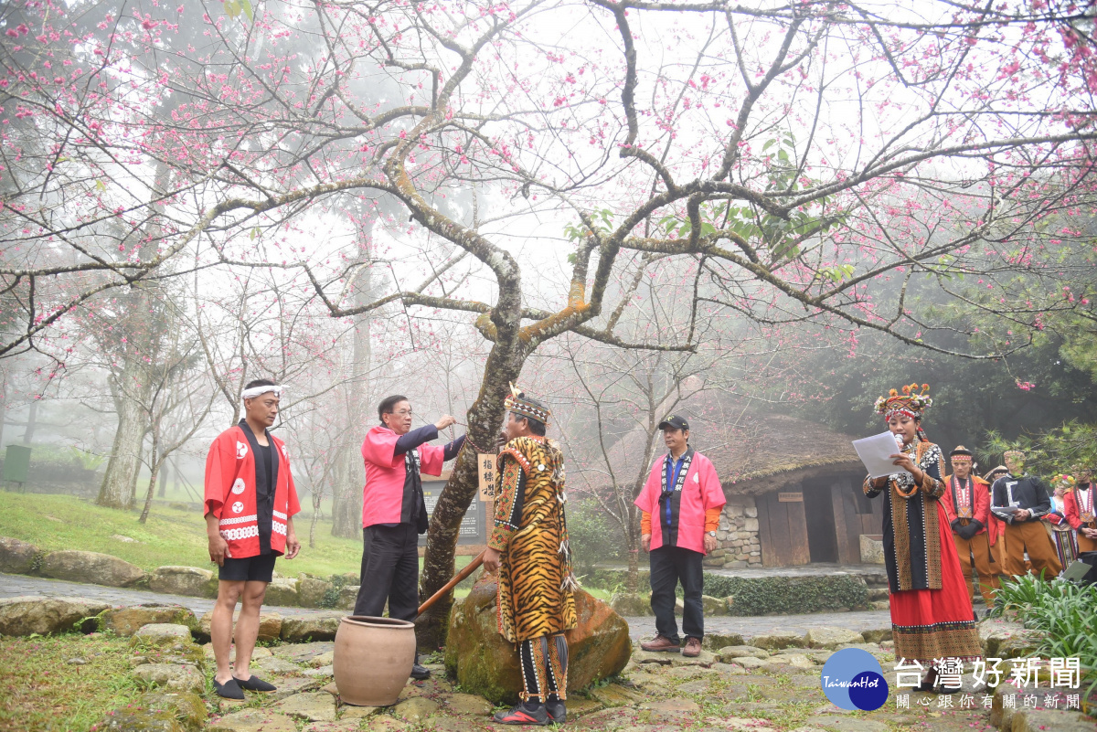 縣長林明溱為首先開花的山櫻花樹繫上「指標櫻」牌子