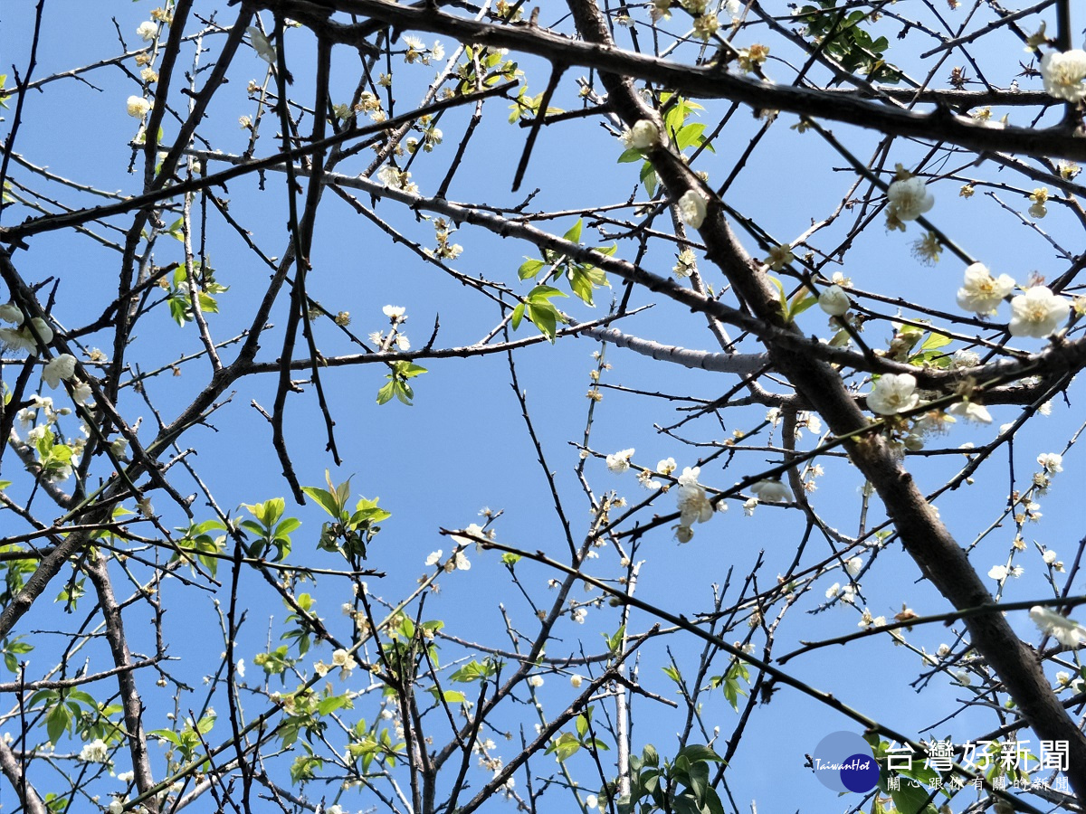 研竹村的梅花盛開。圖/記者鄧富珍攝
