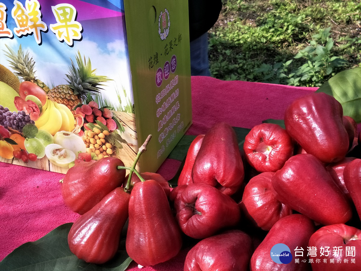 花壇鄉農民栽種的蓮霧,新鮮多汁。圖/記者鄧富珍攝