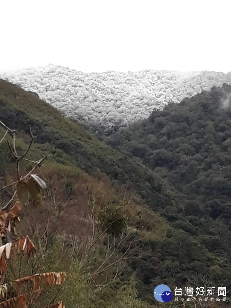 復興區拉拉山下起瑞雪，場面壯觀，警方要求車輛加掛雪鏈，以維安全。(記者陳寶印攝)