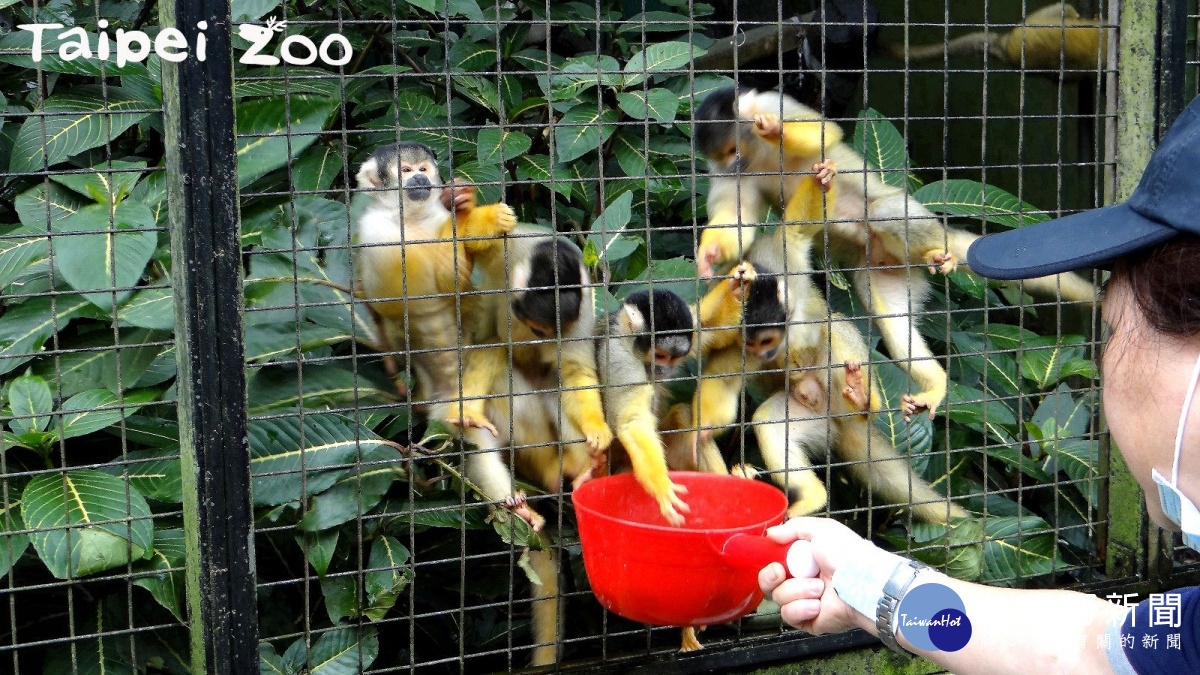 松鼠猴爭先恐後的搶著拿栗子(圖/台北市立動物園)