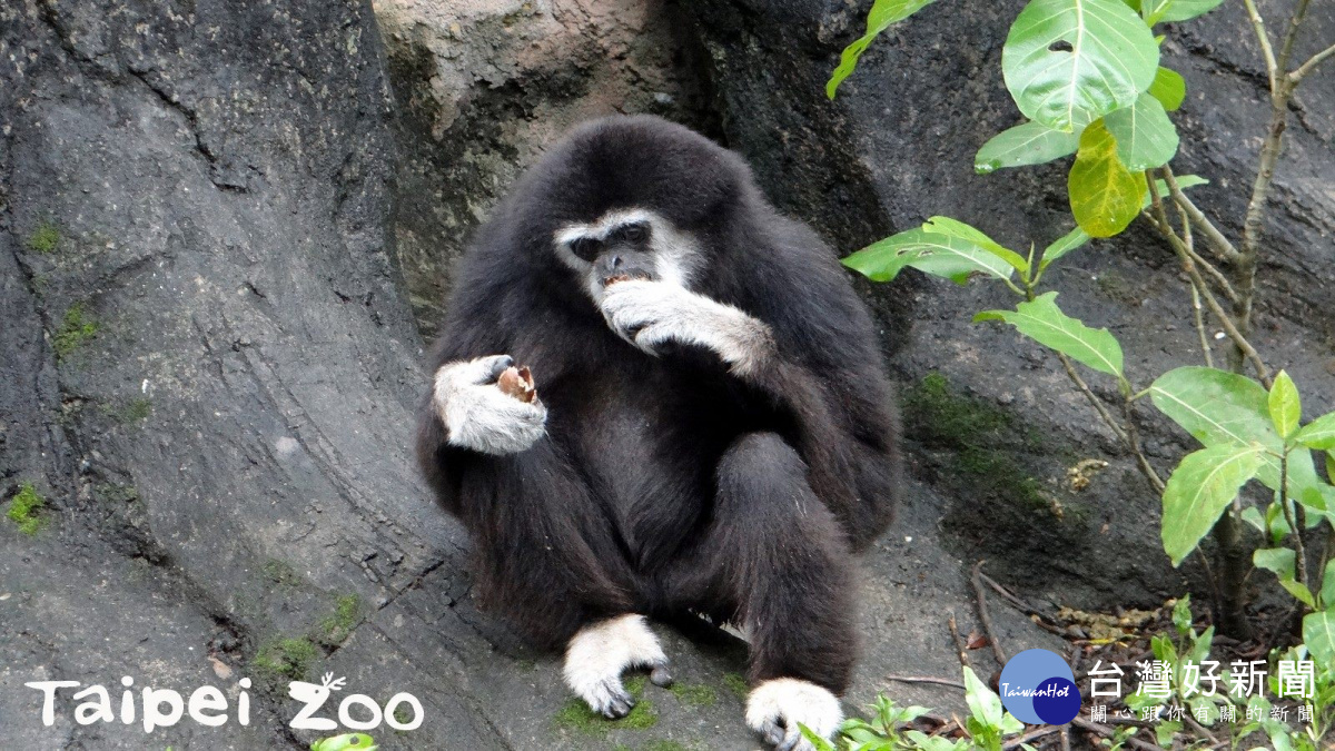 長臂猿開心的享用栗子（圖／台北市立動物園）