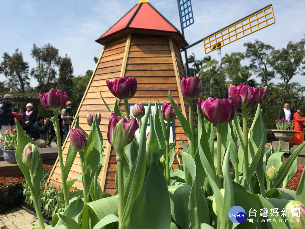 紫色的pop up系列像冰淇淋一樣的花型（圖／台北市工務局公園處提供）