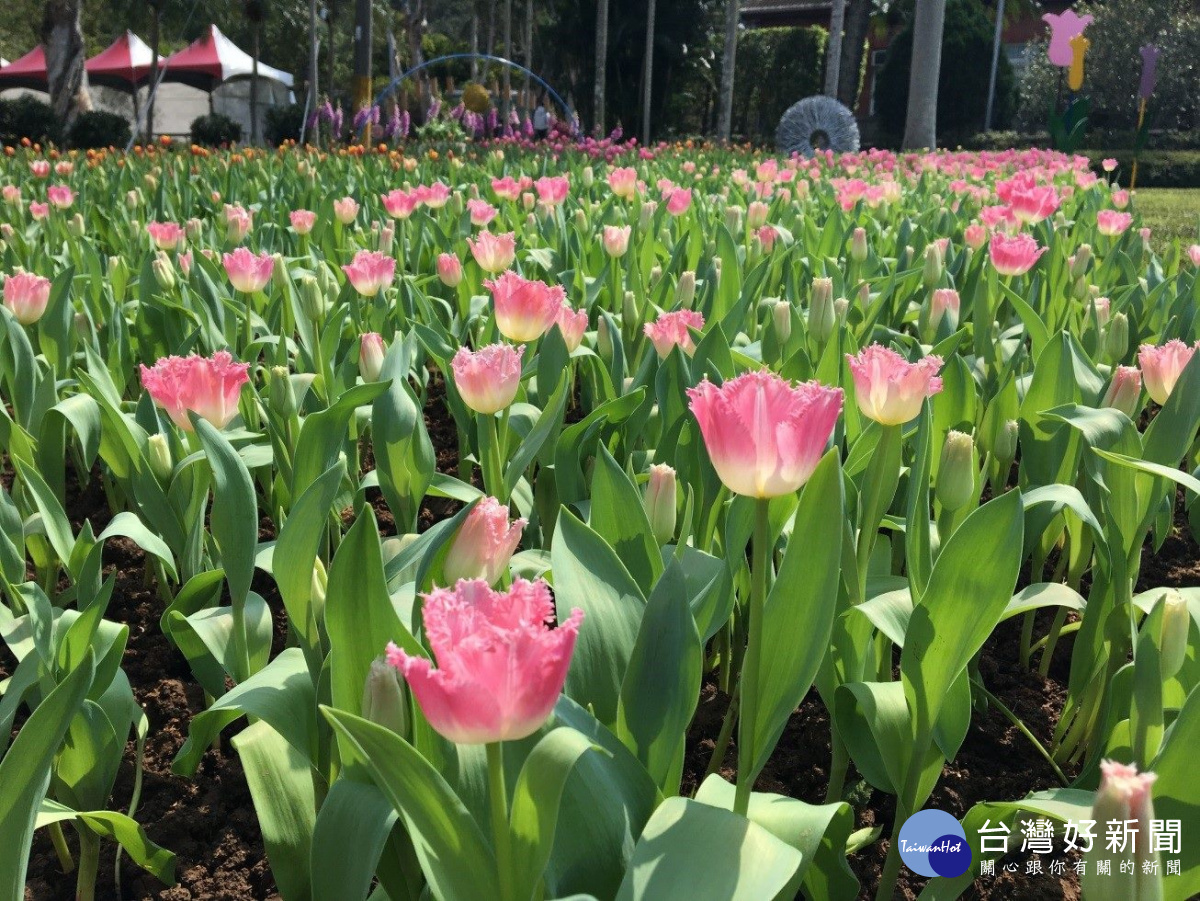 羽狀花型的粉紅色鬱金香（圖／台北市工務局公園處提供）