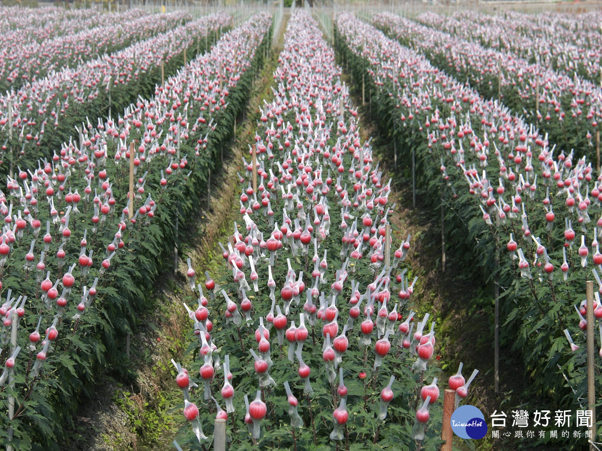 凍僵了花苞越緊縮不開花　產地量縮價格創今年新高